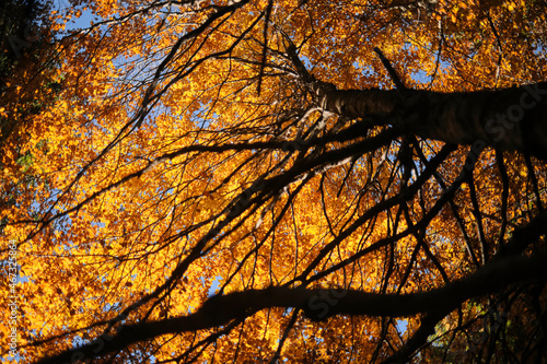 Riserva naturale integrale Piaie Longhe-Millifret in autunno, Foresta del Cansiglio, Italia photo