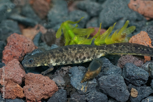 Closeup on an aquatic juvenile Spanish ribbed newt, Pleurodeles waltl photo
