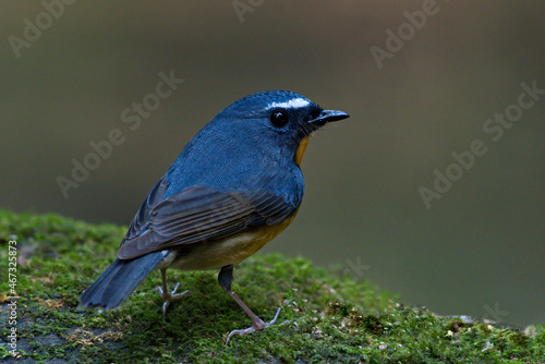 Flycatchers of Thailaand photo