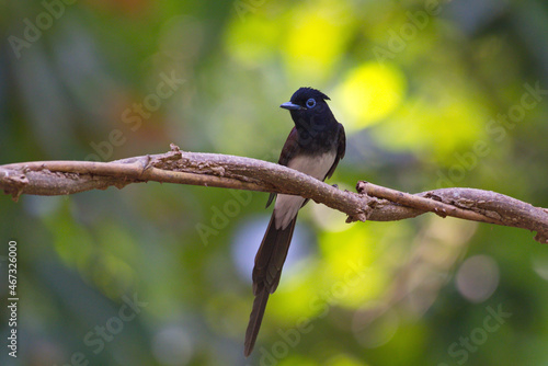 Flycatchers of Thailaand photo