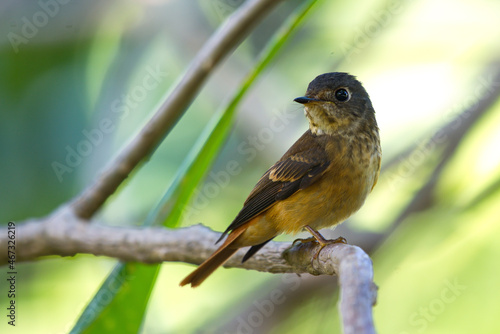 Flycatchers of Thailand photo