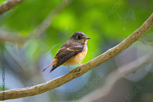 Flycatchers of Thailand photo