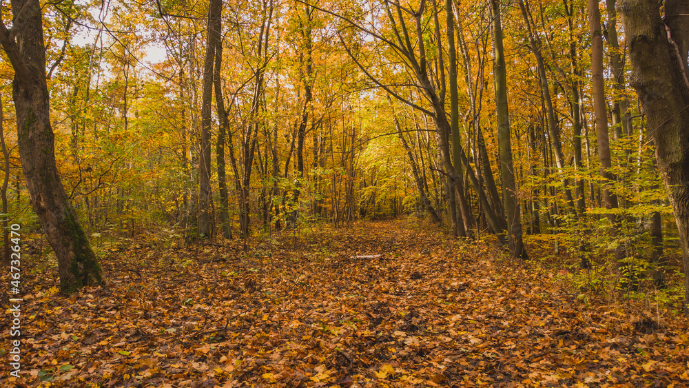 Fototapeta premium Amazing park of luminous autumnal colors. 