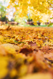 Autumn leaves on the ground in the park
