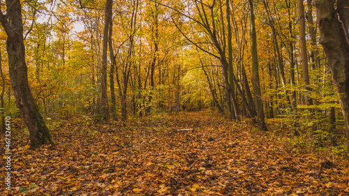 Amazing park of luminous autumnal colors.  © Kamil