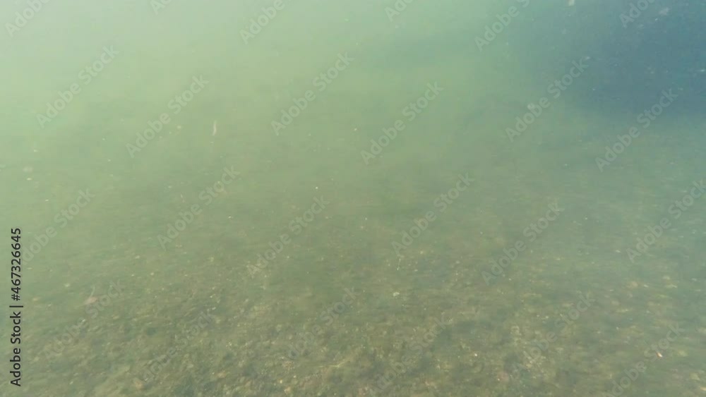 Fish at the bottom of a pond or river bed. Swimming around. clear water Fish at the bottom of a pond or river bed. Swimming around. clear water
