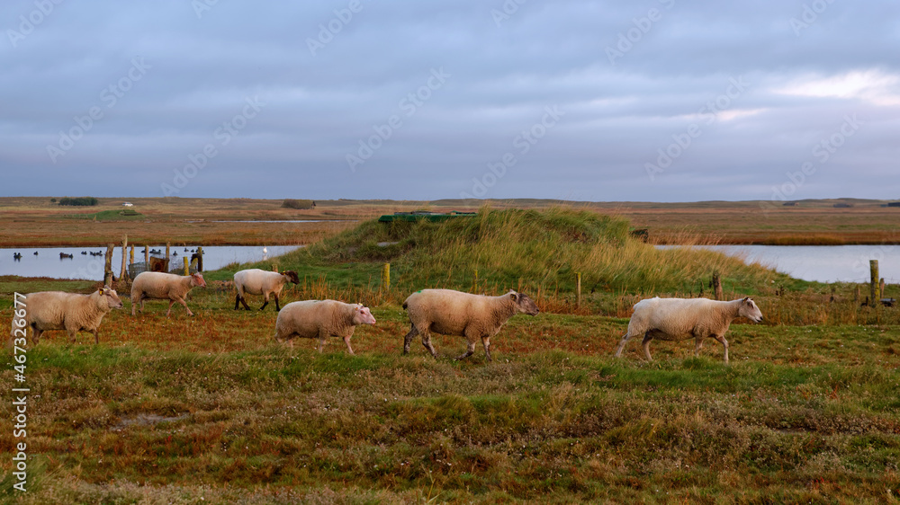 Fototapeta premium Herd of Sheep in salt marshes. Bricqueville-sur-Mer village