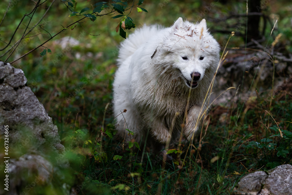 Obraz premium Adorable samoyed in the mountain