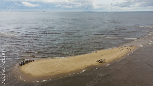 View from the drone on the seals resting on the sandbanks. Gdansk, Mewia Łacha, Poland. photo