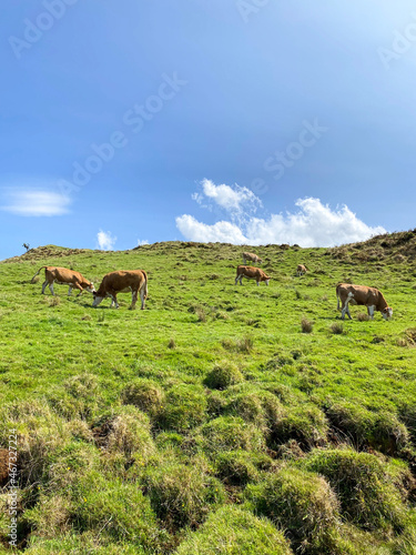 Cows graze in a meadow high in the mountains with a view of the sea and clouds.