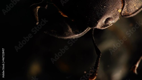 Head of stag beetle under microscope who is moving its antenna on the dark background. Macro footage of big brown horned insect and its creepy chelas. Theme of entomology and invertebrate life beings. photo