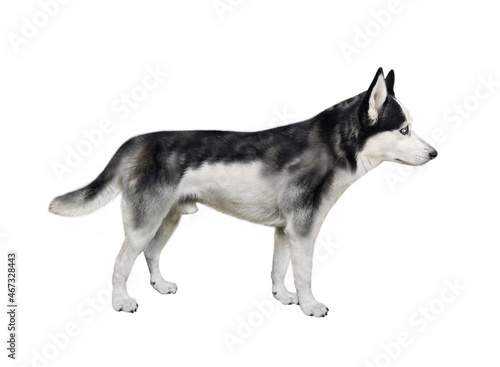 There is a dog husky. Side view. White background. Isolated.