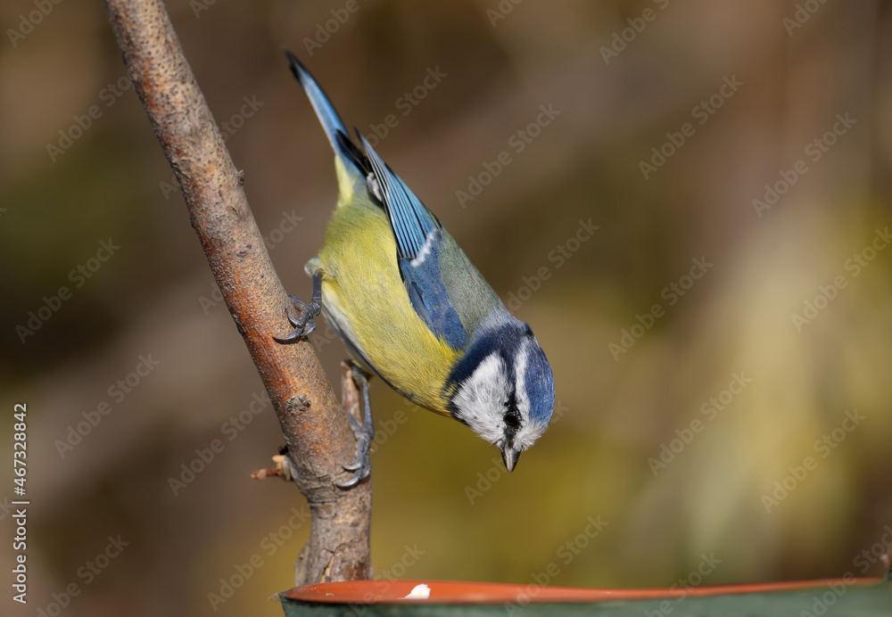 Naklejka premium Close-up photo of a Eurasian blue tit (Cyanistes caeruleus) near the feeder and on a cane branch on a blurred background. Ideal for cutouts and collages. Bird identification signs
