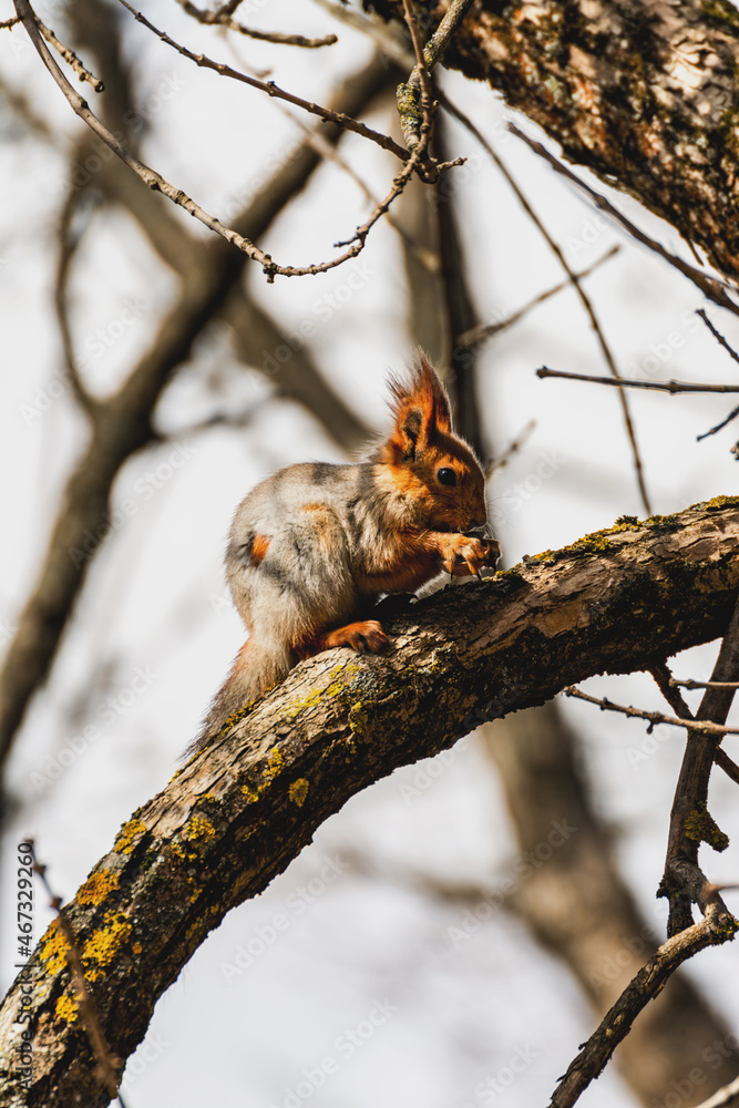 Squirrel on a branch gnaws a nut Squirrel on a branch gnaws a nut