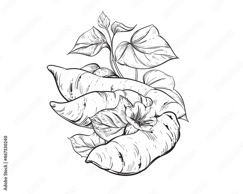 Hand drawn sketch black and white of tuber, yam, leaf, sweet potato