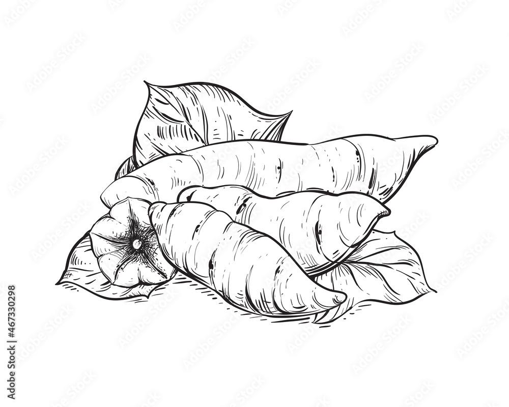 Hand drawn sketch black and white of tuber, yam, leaf, sweet potato