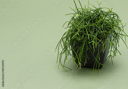 side view of Rhipsalis baccifera in gray flower pot against green background. Type of cactus with soft needles photo