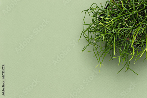 top view of Rhipsalis baccifera with selective focus on green background. Variety of succulents and cacti photo