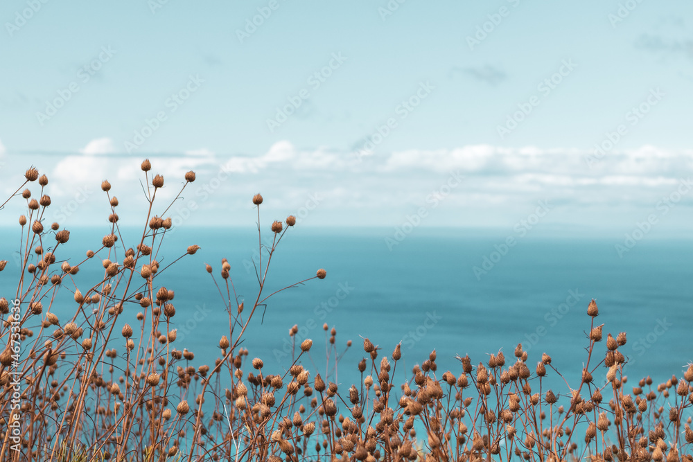 Fototapeta premium Dry small grass close-up on blue vivid Ionian seascape background with scenic sky. Summer nature in Lefkada island, Greece. Color graded