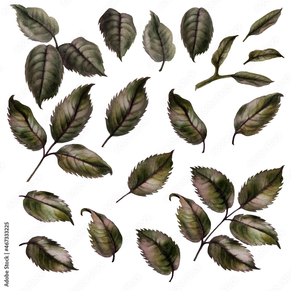 Set of leaves isolated on white Set of leaves isolated on white
