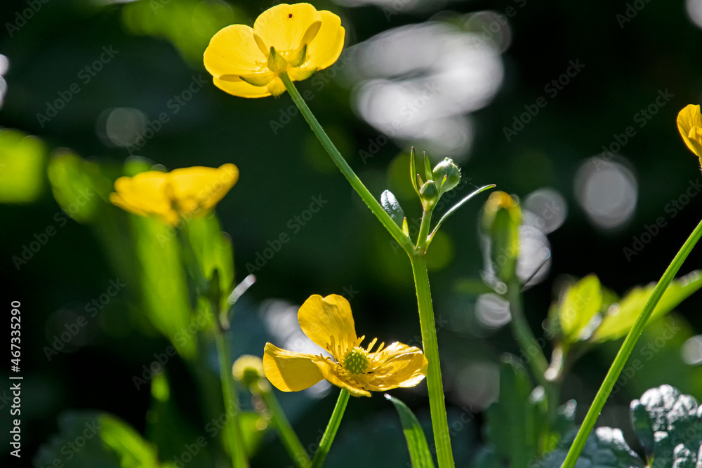 yellow flowers in spring - yellow buttercup