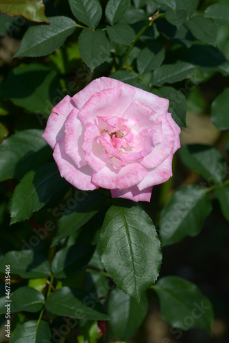 凛　バラの花