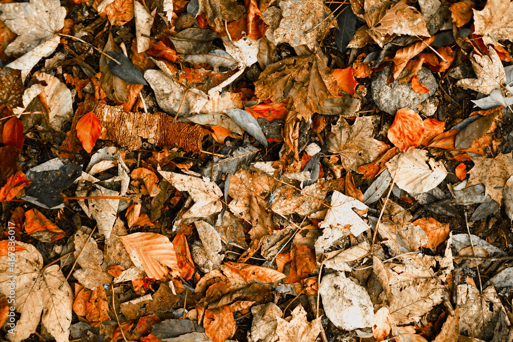 Blätter im Herbst