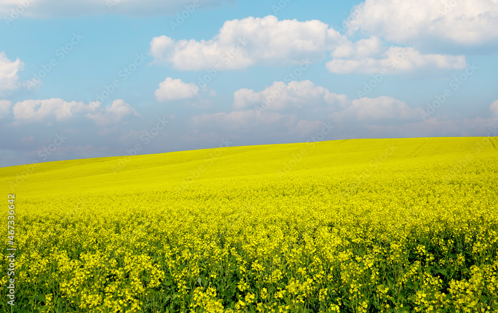 Field of bright yellow canola flowers Field of bright yellow canola flowers