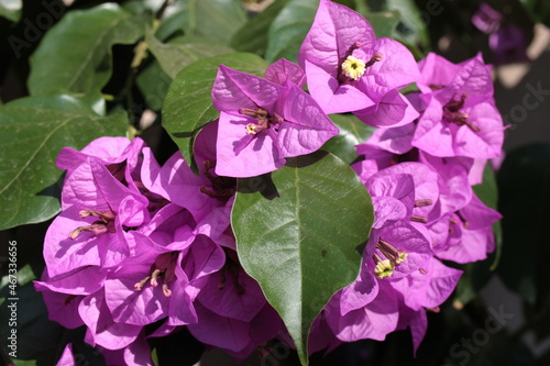 Photography Blooming great bougainvillea (Bougainvillea spectabilis) close-up, Italy, Rome