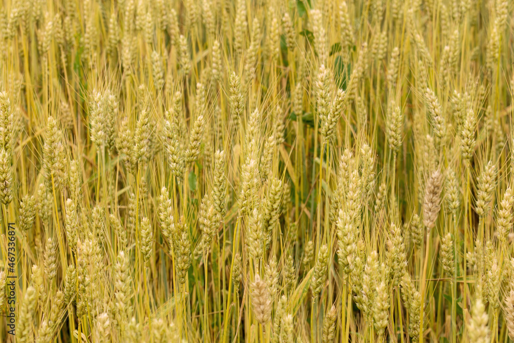 Ripening wheat on a farm field. background. Ripening wheat on a farm field. background.