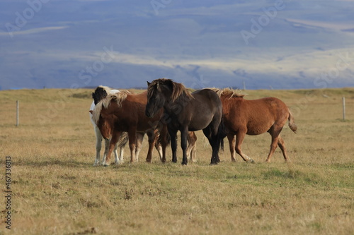 Wild horses, Iceland horses, east Coast, Iceland
