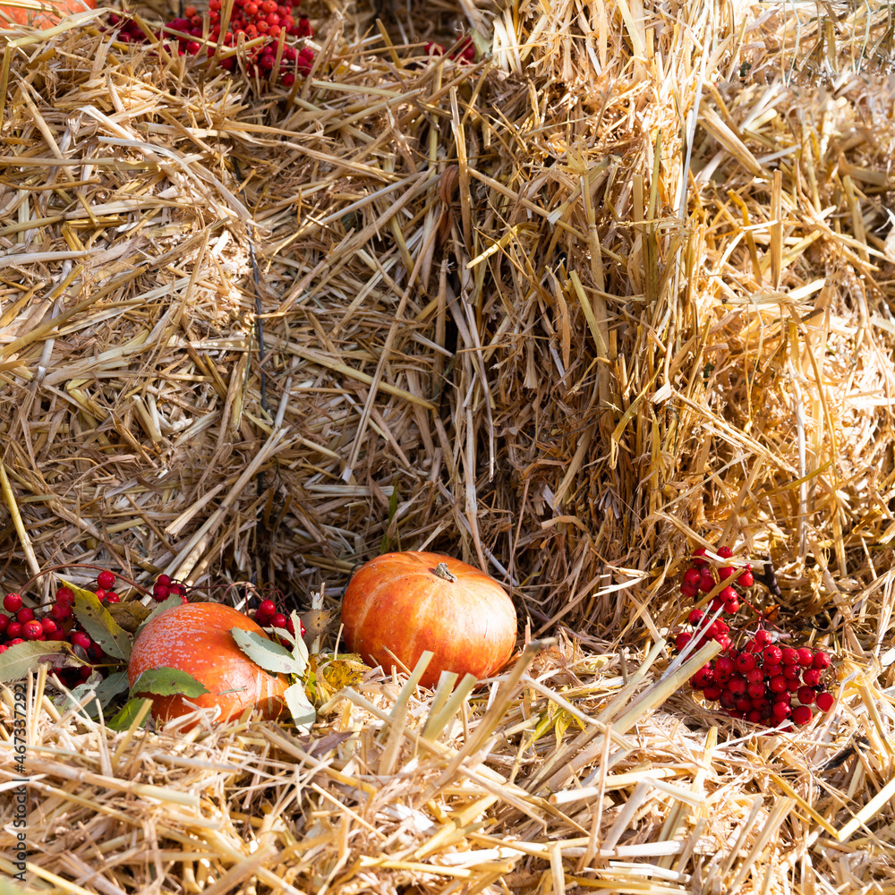 Autumn composition. Pumpkins against the background of straw. Cozy fall season. Autumn composition. Pumpkins against the background of straw. Cozy fall season.