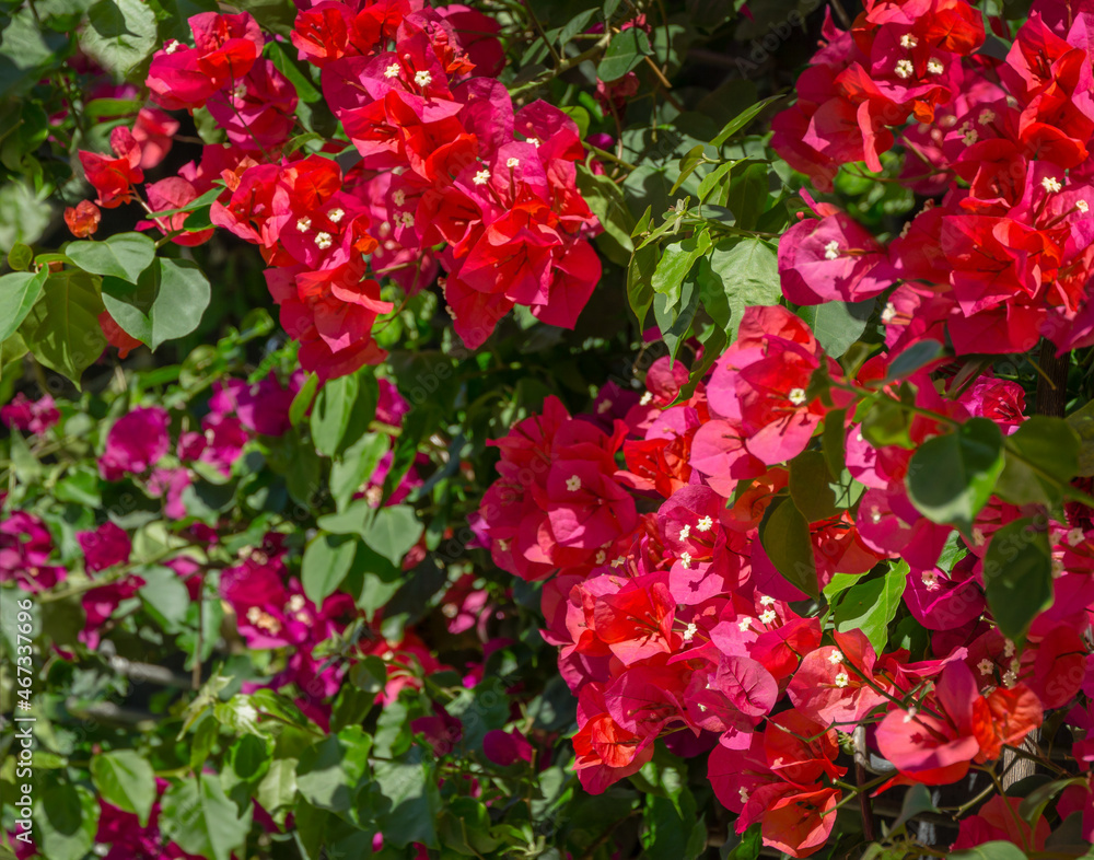 Close-up beautiful red pink Bougainvillea flowers in City park Krasnodar. Galitsky Park in sunny spring 2021. Bougainvillea flowers as wallpaper texture pattern background. Selective close-up focus Close-up beautiful red pink Bougainvillea flowers in City park Krasnodar. Galitsky Park in sunny spring 2021. Bougainvillea flowers as wallpaper texture pattern background. Selective close-up focus