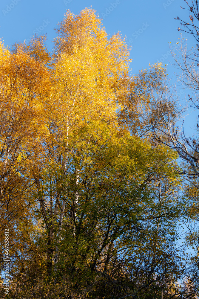 autumn in the forest autumn in the forest