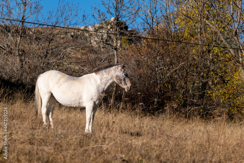 white horse in the field