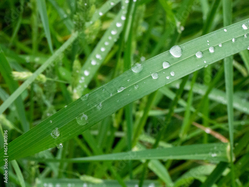 grass with dew drops