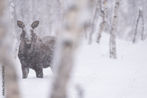 Moose or elk in snowfall photo