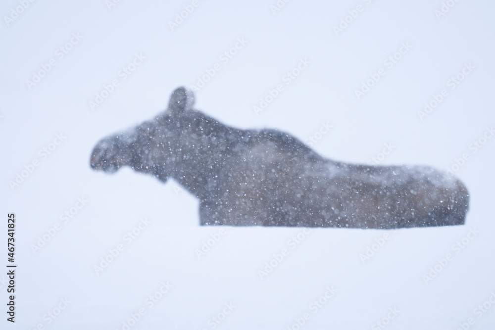 Obraz premium Moose or elk in snow