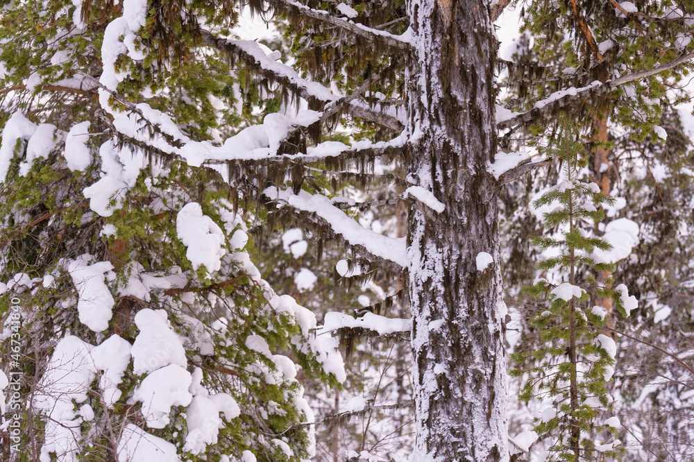 Obraz premium Pine tree with snow