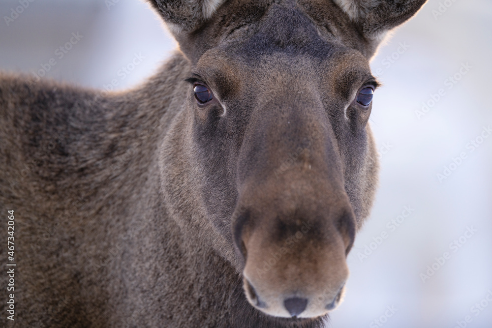 Close up of a moose or elk