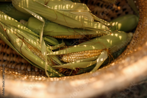 Ripe cobs of sweet corn poured from the basket onto the grass of the autumn garden with fallen yellow leaves in beautiful sunny shadows.