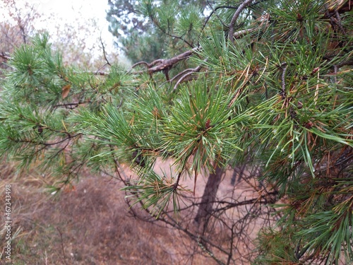 Pine under rain