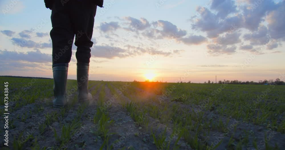 Farmer walks through a young wheat green field during sunset. Bottom view of a man walking in rubber boots in a farmer's field at sunset. Human walking on agriculture field Slow motion. 4k footage. Farmer walks through a young wheat green field during sunset. Bottom view of a man walking in rubber boots in a farmer's field at sunset. Human walking on agriculture field Slow motion. 4k footage.
