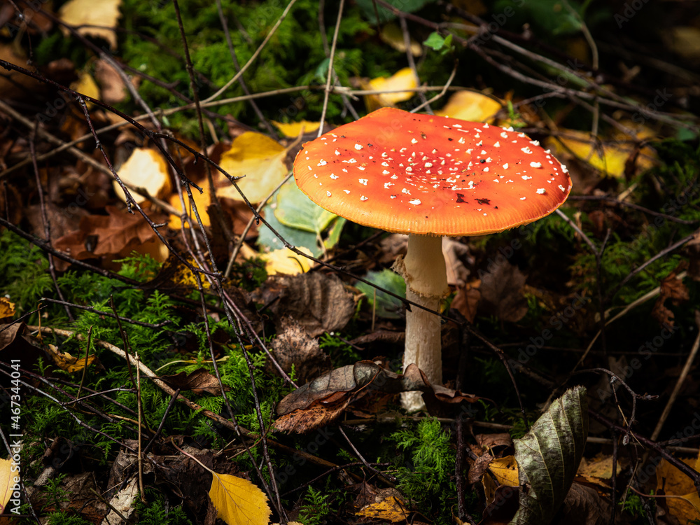Red cap, fly agaric mushroom found in english woodland Red cap, fly agaric mushroom found in english woodland