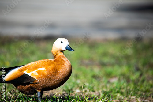 duck on the grass © Anastasia