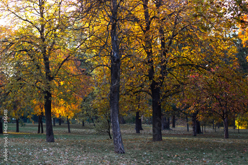 Idyllic autumn forest with fall leaves in sunhine 