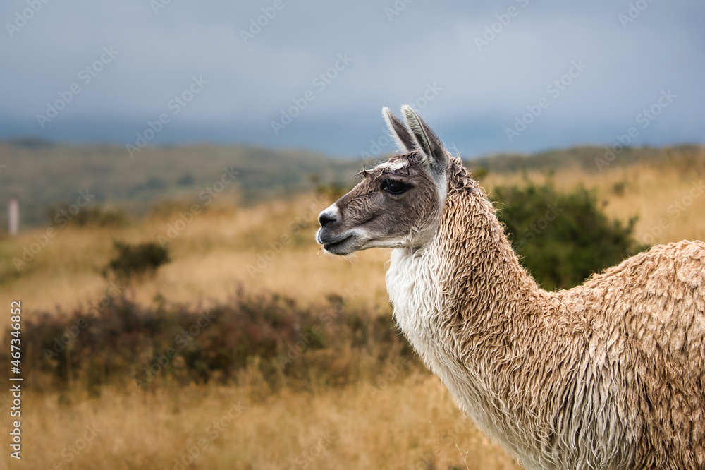 Llama in Cotopaxi National Park looks around