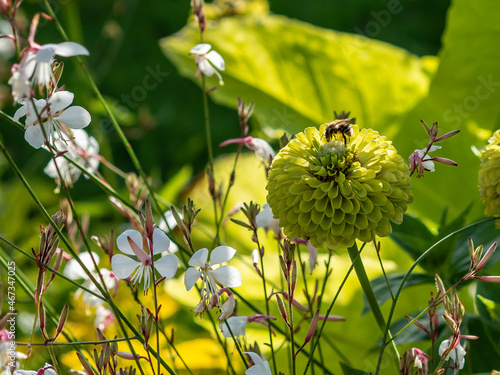 bee on flower