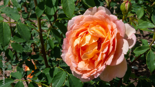 orange rose in garden