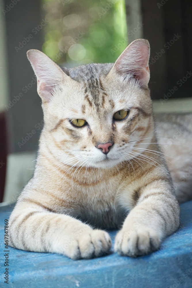 cute tabby cat in country Thailand cute tabby cat in country Thailand